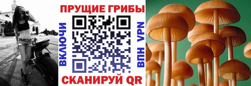 Псилоцибиновые грибы Psilocybe  где купить наркоту  Рыбинск 